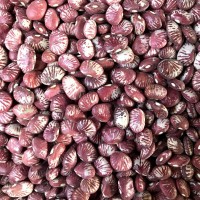 批發農家自種云南特產新貨斑馬豆 小扁豆 腎豆 展會專供 五谷雜糧